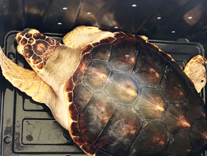 Betsy the loggerhead sea turtle hours before she was released into the wild for the first time. (Photo/Katie Egan)